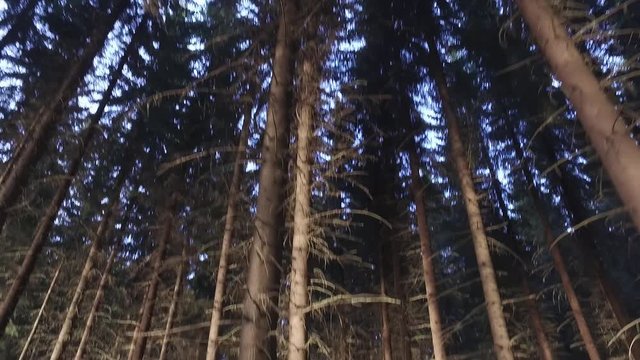 Moving steadily in the midst of trees in a Finnish forest in the summer.