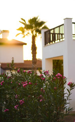  View of the pink oleander bushes and palm tree at sunset