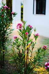 Fototapeta na wymiar Bushes of pink oleander are watered in the sunshine in the evening