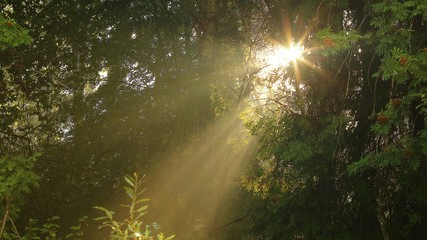 rays of sun in forest