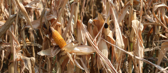 Cultivated field of Maize