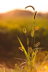 Pflanze mit Gegenlicht