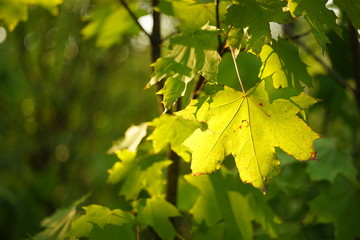 green maple leaves on branches in the sunny forest.