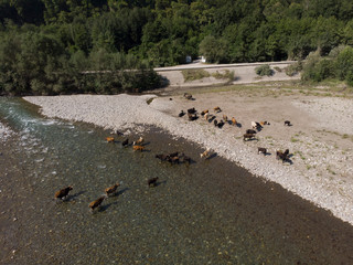 Aerial view of the herd of cows near with river. Drone photo of plein air of river and green field with herd of cows