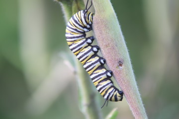 Eating monarch caterpillar 