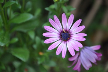 Obraz premium Pretty flowers