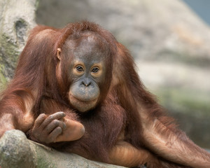 Young male orangutan relaxing on rocky surface