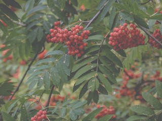 red berries on tree