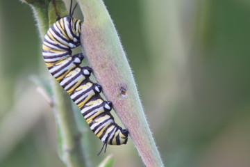 Monarch caterpillar