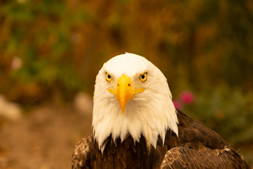 American Bald Eagle