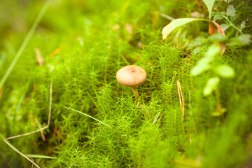 Mushroom in the forest. Beautiful mushroom on a bright green background.