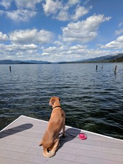 dog on dock on lake 