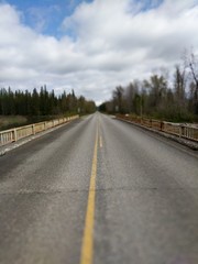 bridge in the forest