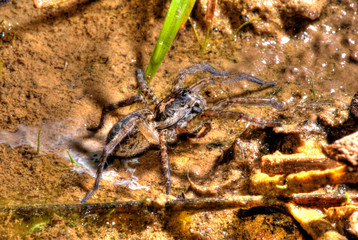 Spider photographed in Baixo Guandu, Espirito Santo. Southeast of Brazil. Atlantic Forest Biome. Picture made in 2008.