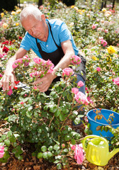 Male cutting branches of blooming roses