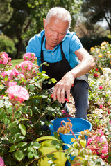 Male cutting branches of blooming roses