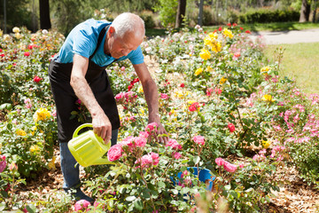 Male taking care and watering roses