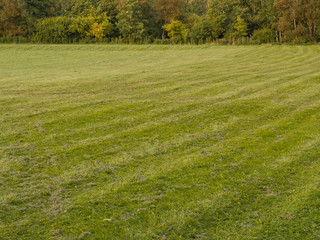 Obraz na płótnie Canvas Field in a park with freshly cut grass.