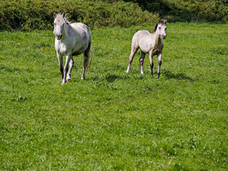 White horse and young foal in a green pasture field, Selective focus.