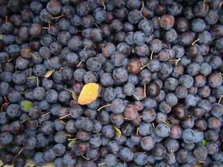background of the berry turn
