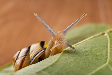 Small snail with a colorful shell on a green leaf. A small mollusk wandering through the leaves of trees.