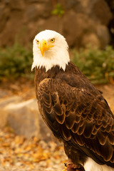 American Bald Eagle