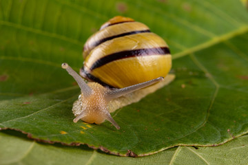 Small snail with a colorful shell on a green leaf. A small mollusk wandering through the leaves of trees.