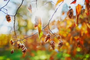 Closeup of colorful bright autumn leaves