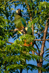 Blue winged Macaw photographed in Baixo Guandu, Espirito Santo. Southeast of Brazil. Atlantic Forest Biome. Picture made in 2008.