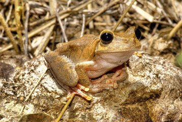 Emerald eyed Treefrog photographed in Baixo Guandu, Espirito Santo. Southeast of Brazil. Atlantic Forest Biome. Picture made in 2008.