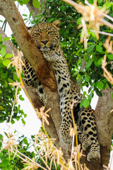 Leopard in a tree