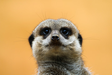 Meerkat portrait