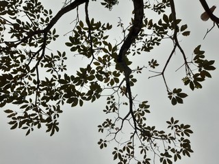 seamless background with branches