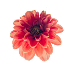 Dahlia flower isolated on white. Soft focus. Image for the project and design.