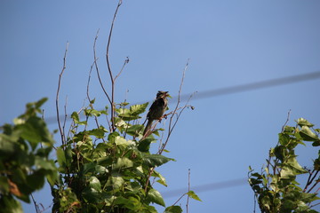Singing sparrow in bush