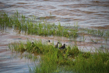 Sandpipers on shallow ground in the ocean