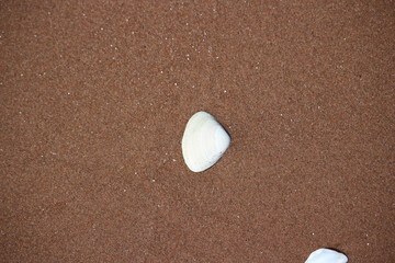Fototapeta na wymiar White shell on red beach