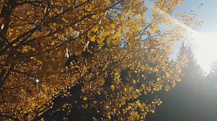 Alder leaves with autumn colors blowing in the wind, Renon Plateau, Alto Adige - South Tyrol, Italy
