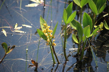 Horned bladderwort flower