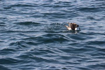 Obraz premium Shearwater bird swimming in the ocean