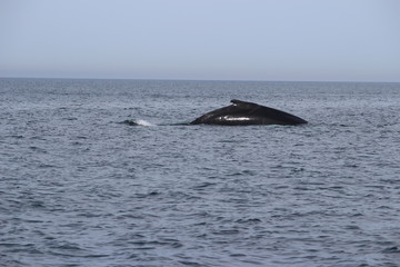 Fototapeta premium Whale in the ocean