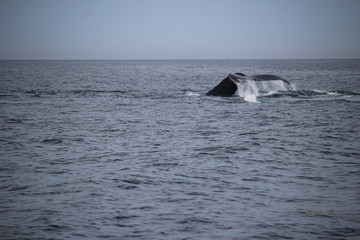 Fototapeta premium Whale lifting fin out of ocean
