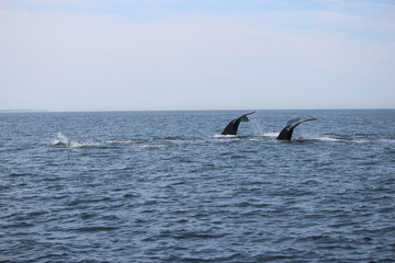 Humpback whales in the ocean