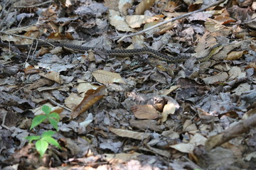 Garter snake in the forest