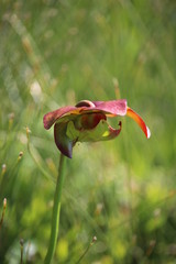 Pitcher plant close up