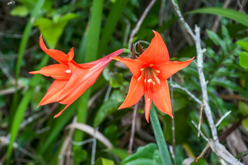 Striped Barbados lily photographed in Guarapari, Espirito Santo. Southeast of Brazil. Atlantic Forest Biome. Picture made in 2008.