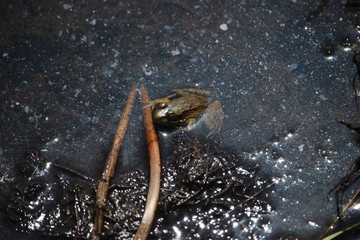 frog in the water