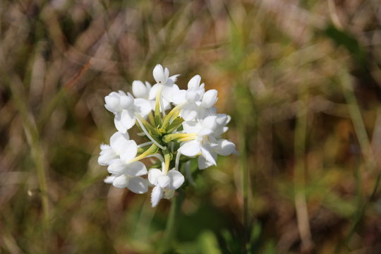 White Bog Orchid