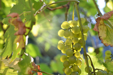 Bunch of white grapes on a sunny autumn day. The rays of the sun shine through the leaves on the grapes