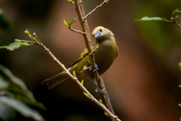 Palm Tanager photographed in the city of Viana, Espirito Santo. Southeast of Brazil. Atlantic Forest Biome. Picture made in 2008.